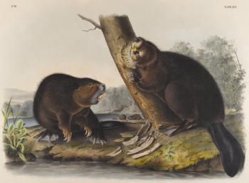 John James Audubon : American beaverjpg